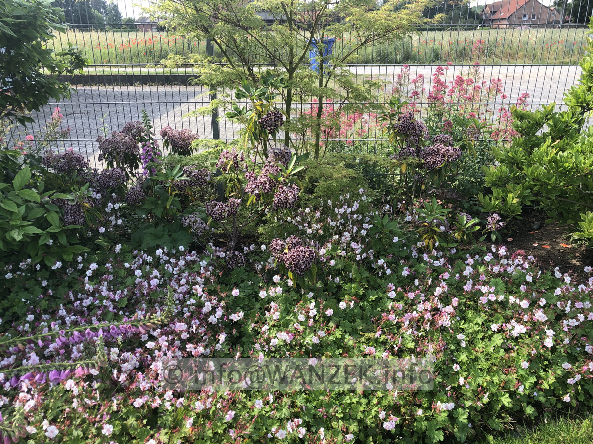 Kalmia latifolia Mitternacht + passende Toene 001.JPG